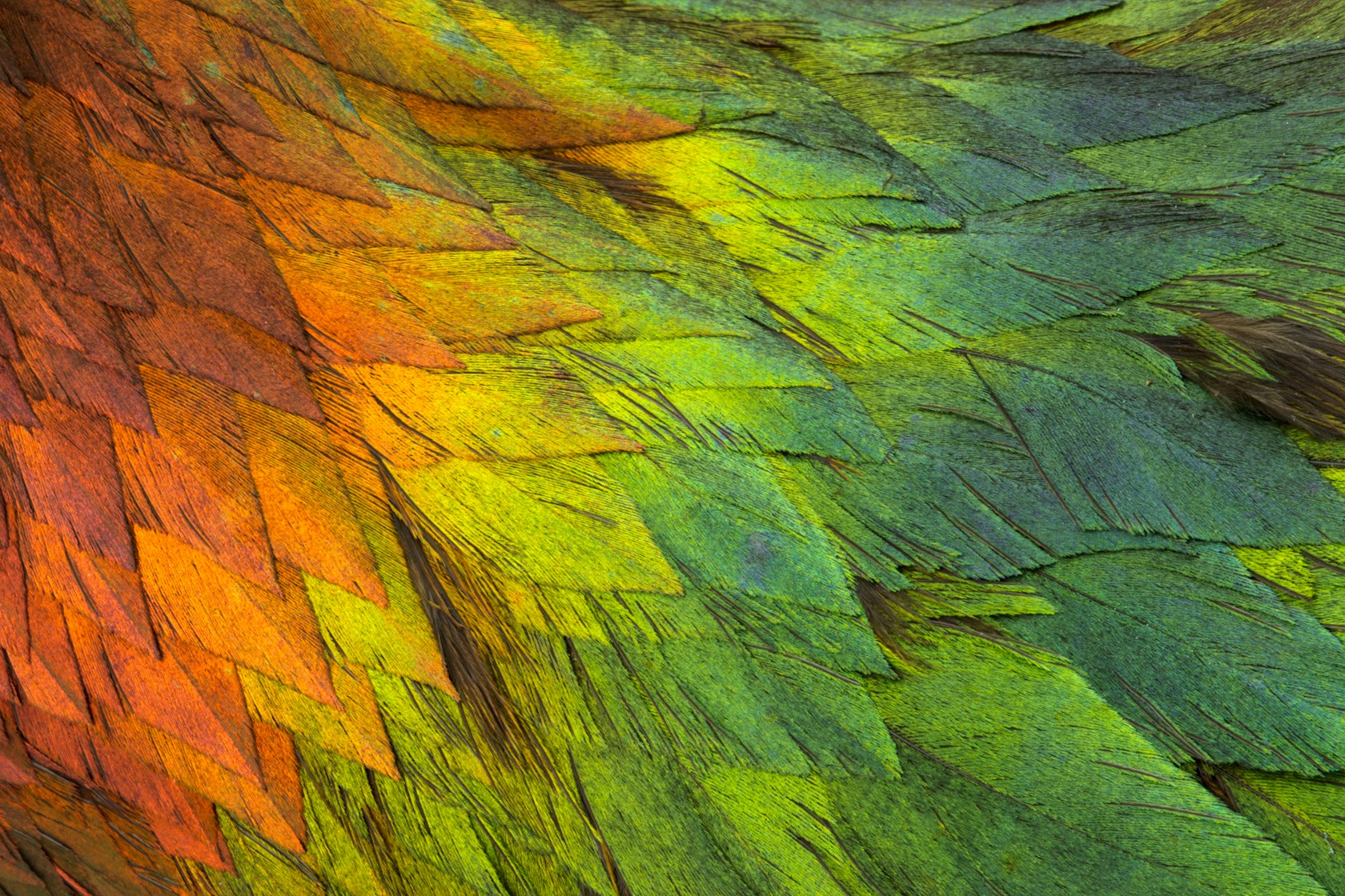 09 Birds – Monal Pheasant Feathers