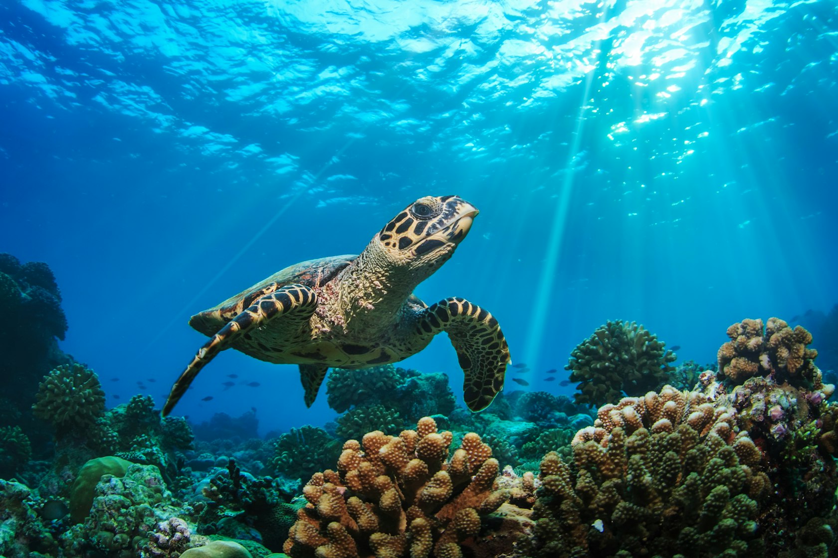 Beautiful,Underwater,Postcard.,Maldivian,Sea,Turtle,Floating,Up,And,Over