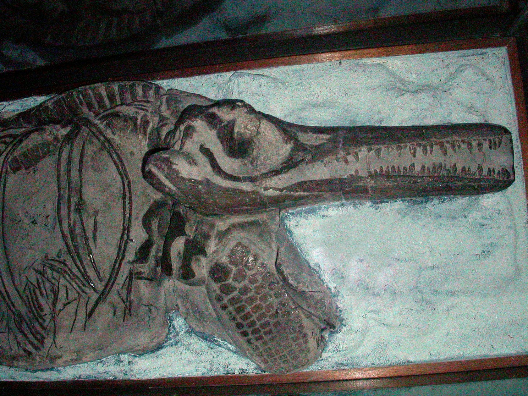 Ichthyosaur &#8211; head