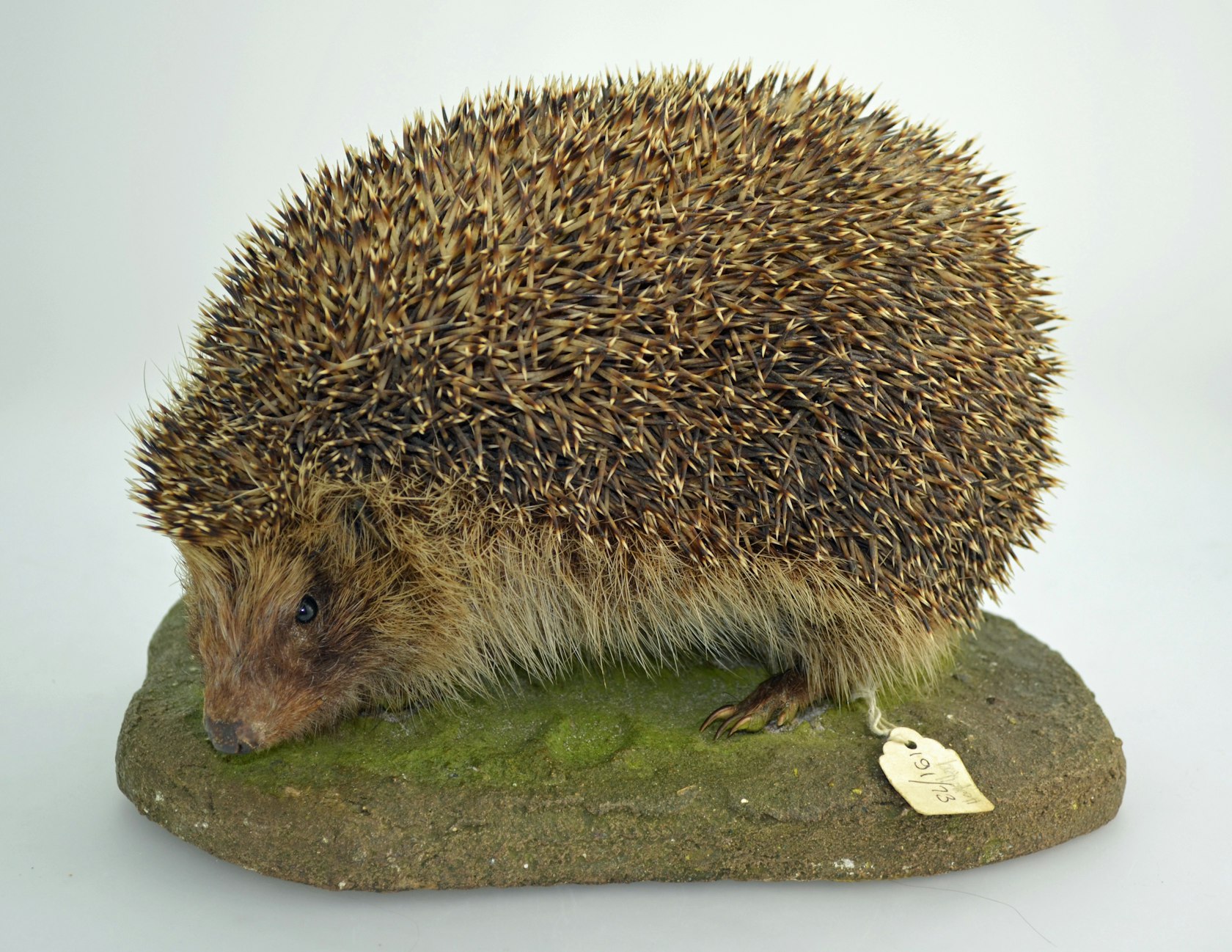 hedgehog adult DSC_5715 1973-191