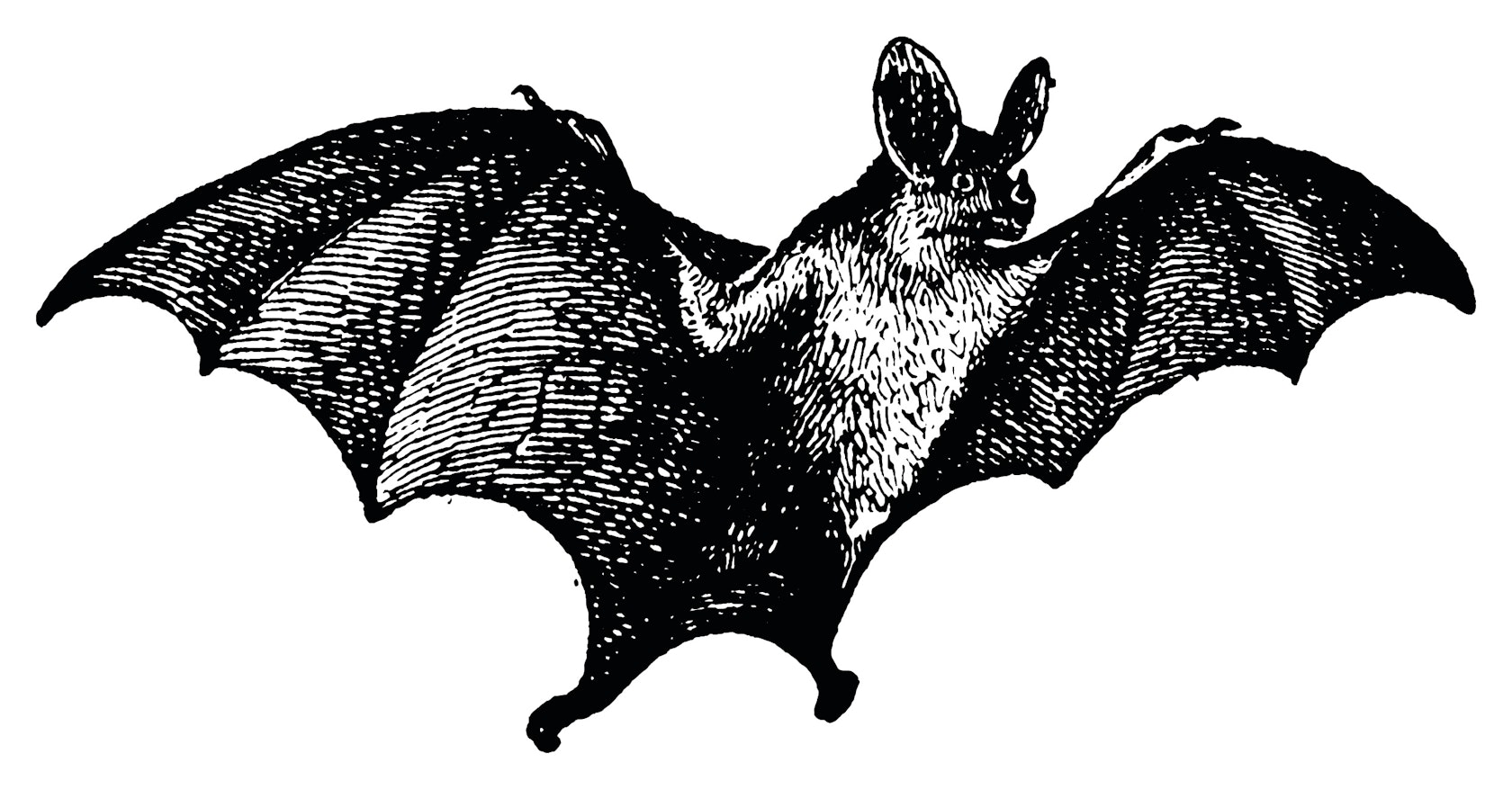 Vampire Bat vintage illustration.