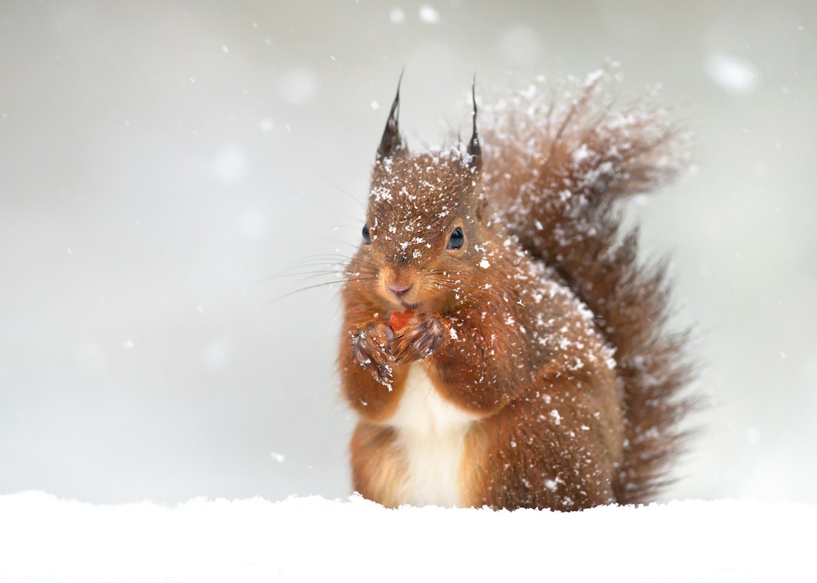 Cute,Red,Squirrel,In,The,Falling,Snow,,Winter,In,England