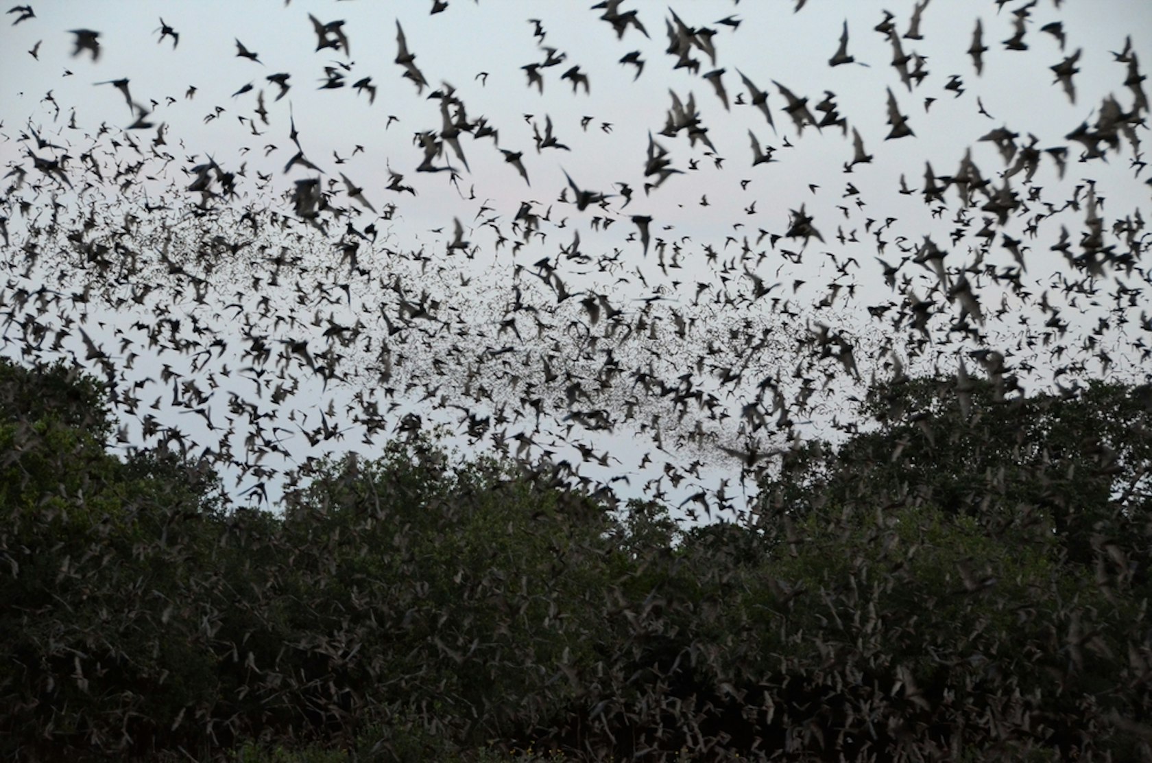 20,Million,Mexican,Free-tailed,Bats,Emerge,From,Bracken,Cave,Each