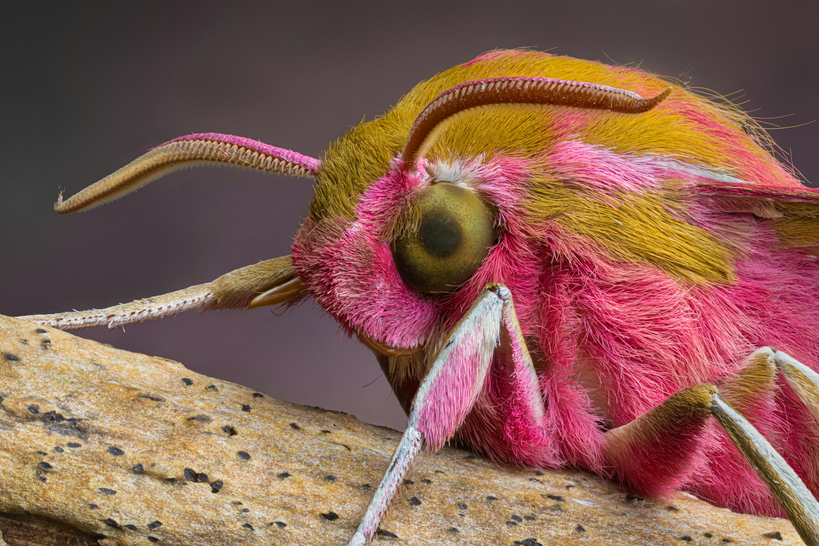 Elephant Hawkmoth (Deilephila elpenor)
