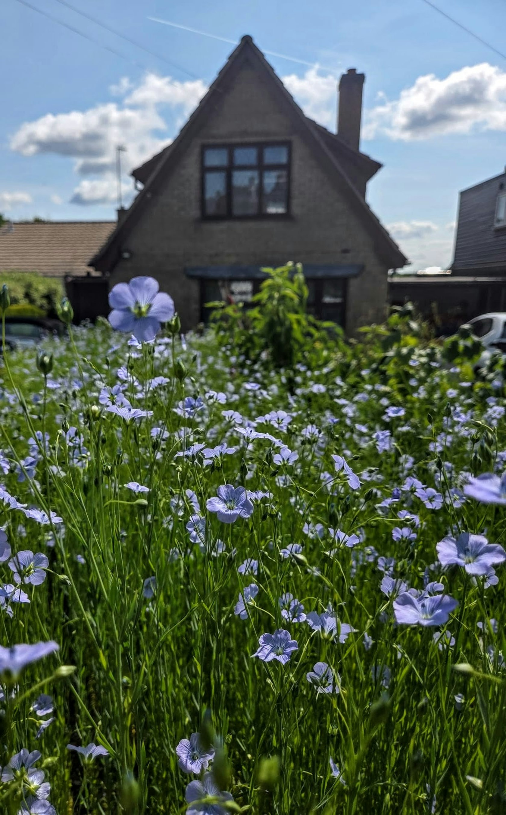 Flax event